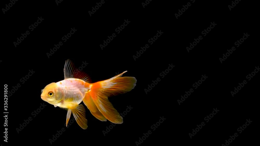 Goldfish swimming on black background Goldfish swimming on black background