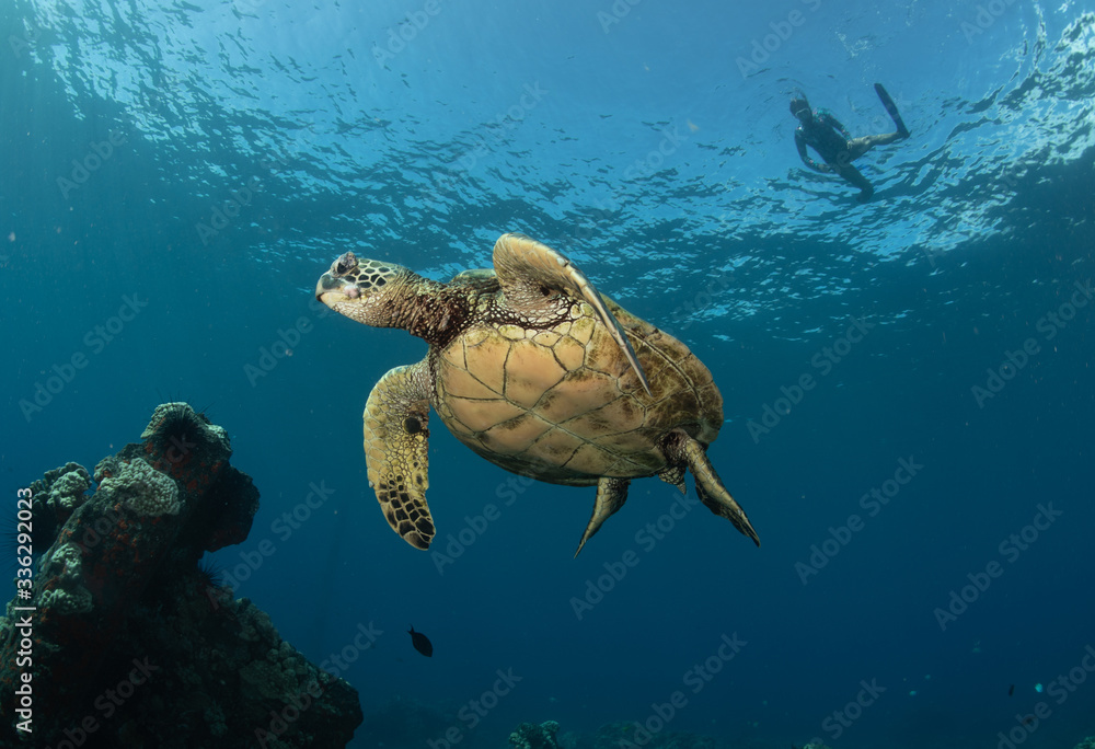 Obraz premium Green sea turtle hovers on the west side of maui and comes up or a breath over a sunken pier