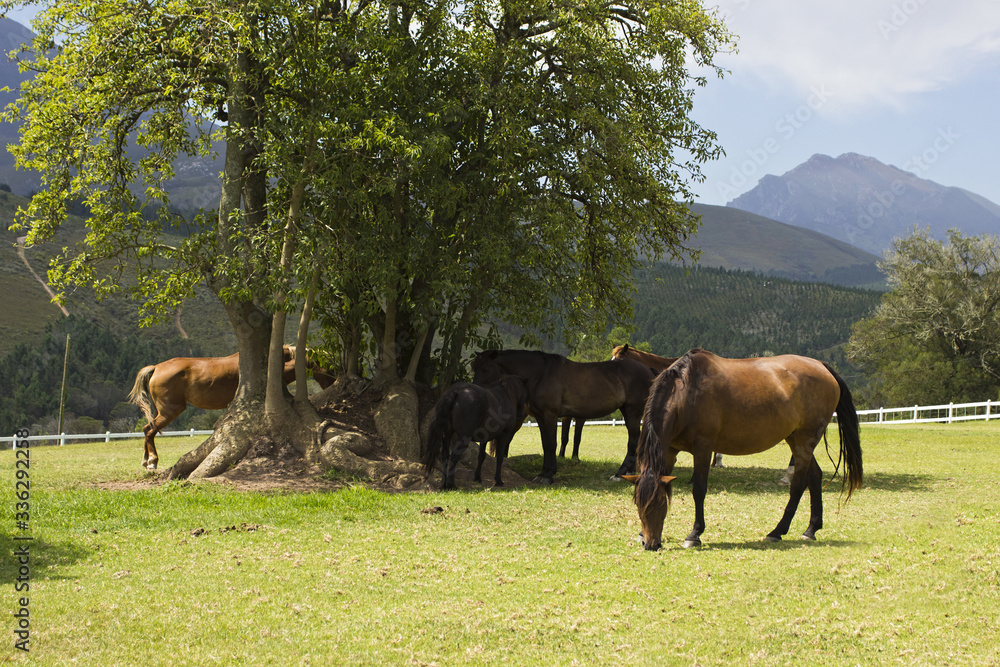 Horses grazing and standing under tree