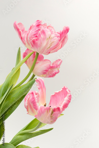 Beautiful pink parrot tulips on white background