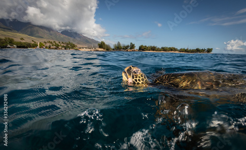 Green sea turtle hovers on the west side of maui and comes up or a breath over a sunken pier photo