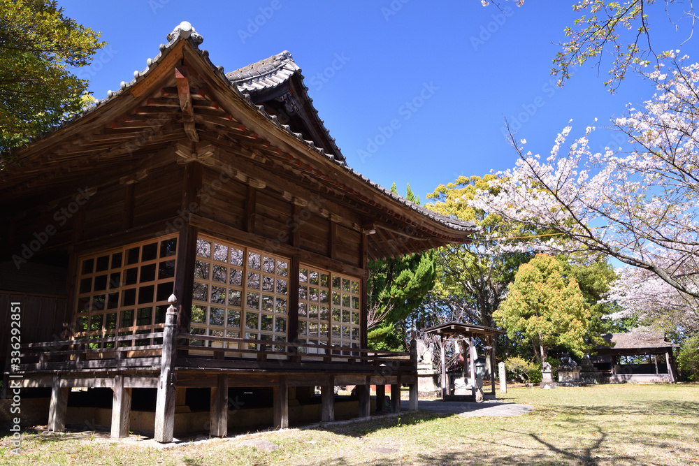 神社の本堂と桜