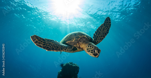 Photography Green sea turtle hovers on the west side of maui and comes up or a breath over a