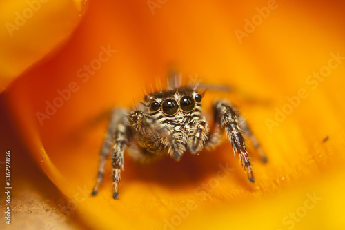 Jumping spider on lovely orange flower © Michael de Nysschen