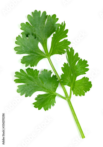 leaf Coriander or Cilantro isolated on white background ,Green leaves pattern