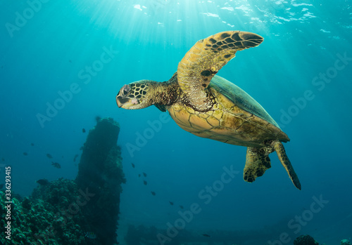 Green sea turtle hovers on the west side of maui and comes up or a breath over a sunken pier © Drew