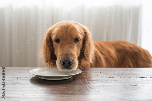 Golden retriever looking at the plate waiting for food