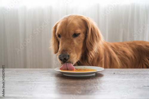 Golden retriever eating food on the plate