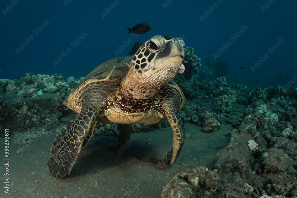 Obraz premium Green sea turtle hovers on the west side of maui and comes up or a breath over a sunken pier