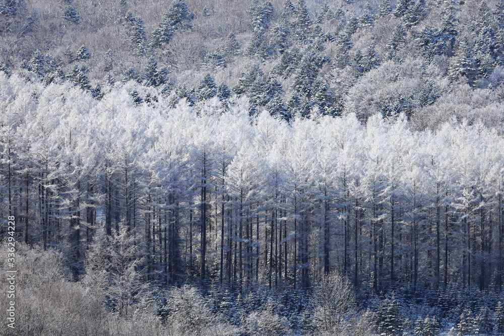 樹氷 霧氷 寒い朝 北海道 森 自然 冬 風景 木 雪 雪景色 山 森林 緑 植物 朝 雪山 林 氷 冬景色 自然現象 早朝 霜 樹木 新緑 冬 の朝 寒い 日本 壁紙 積雪 白色 緑色 背景 バックグラウンド 模様 素材 背景素材 コピースペース 気象