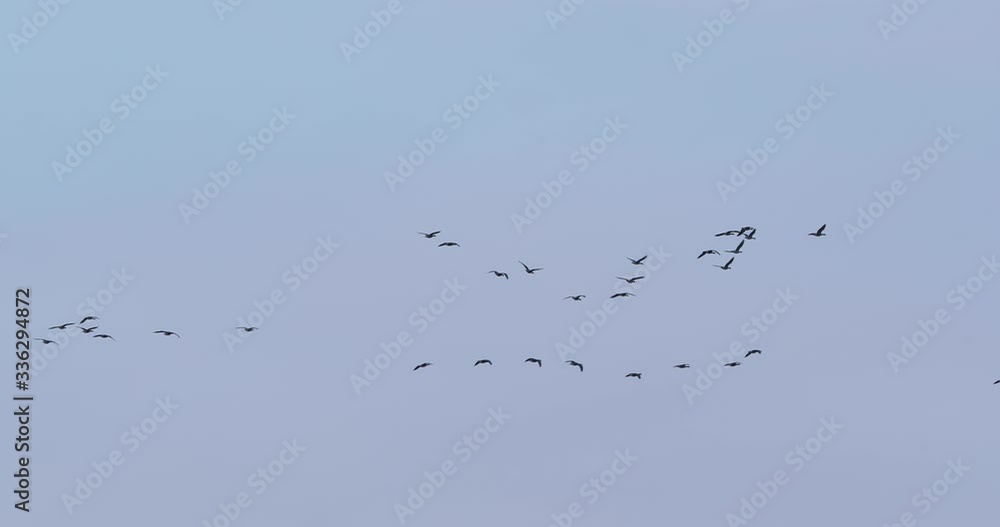 Flock of geese flying in formation slow motion from 60 fps