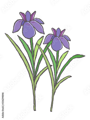 菖蒲（しょうぶ）の花　アヤメ