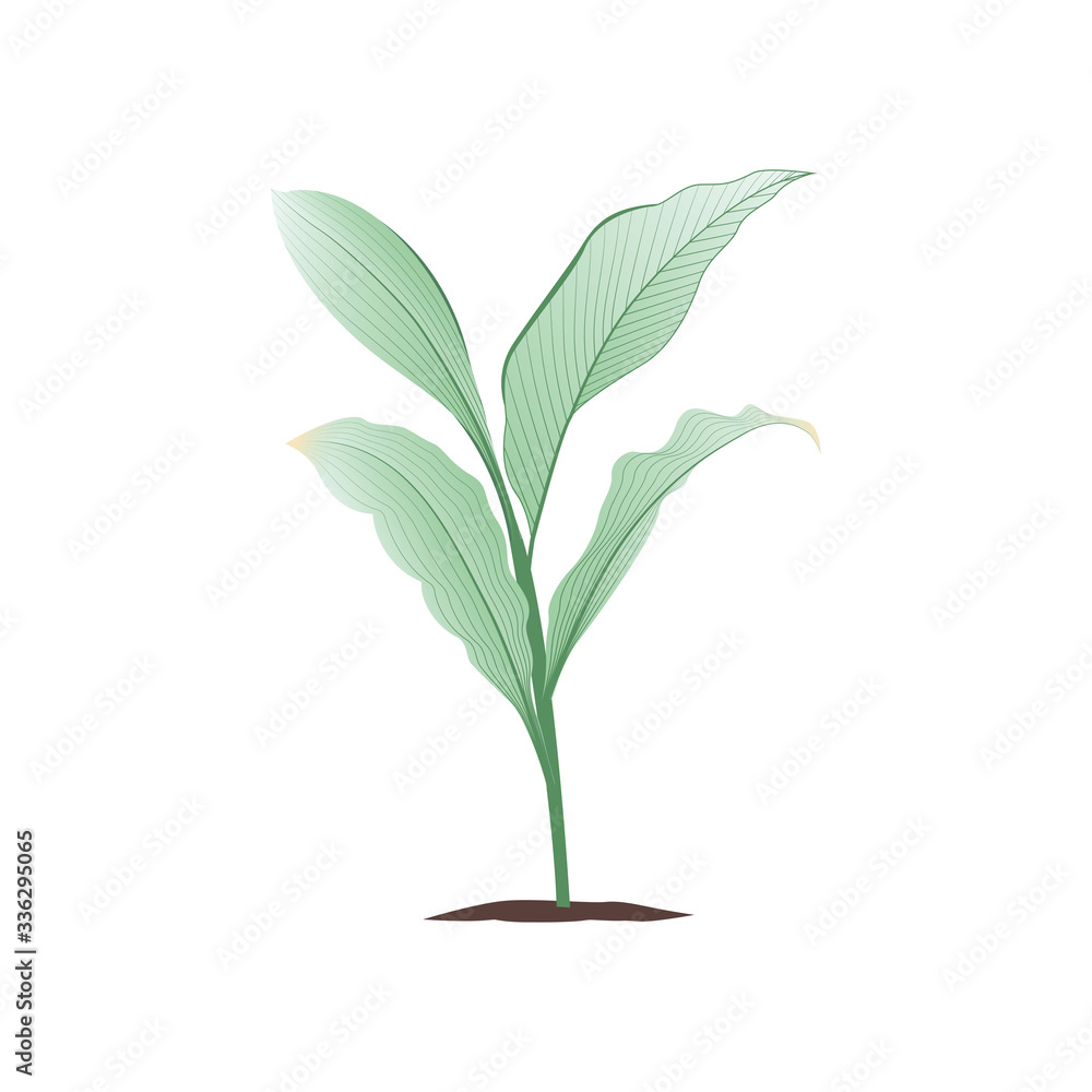 Green young plant with roots illustration for your design template. Green young plant with roots illustration for your design template.