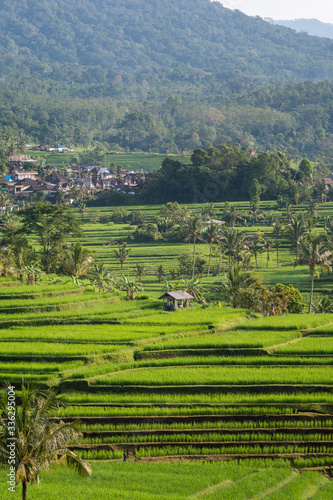 Green fresh Rice terrace at bali rain forest