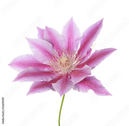 clematis pink