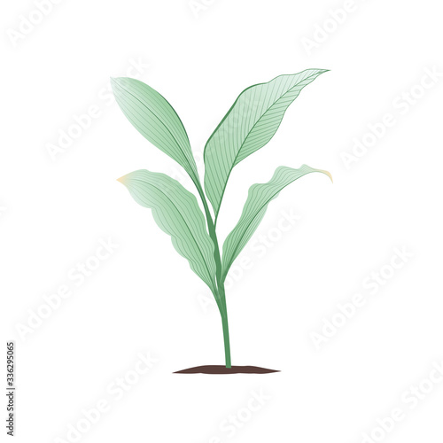 Green young plant with roots illustration for your design template.
