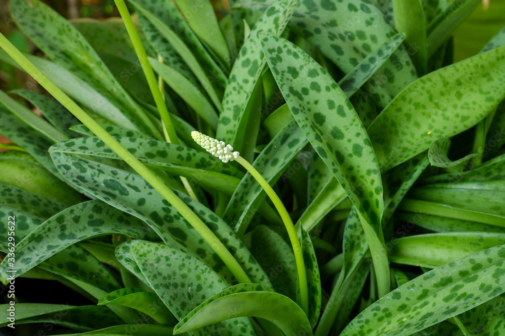 Drimiopsis maculata is commonly known as little white soldiers, African false hosta, African hosta and leopard plant. Drimiopsis maculata is commonly known as little white soldiers, African false hosta, African hosta and leopard plant.