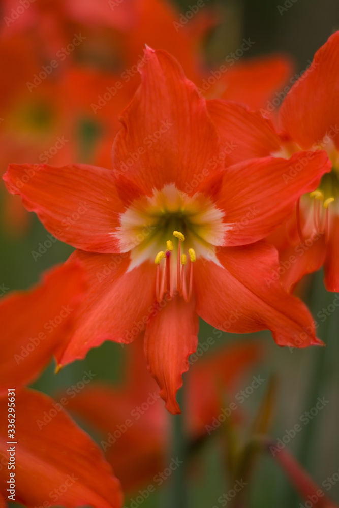 selective focus on orange flowers with blur background