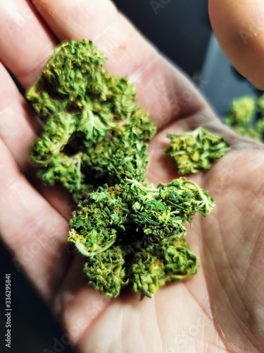 hands holding fresh herbs. Recreational cannabis buds in man's hand. 