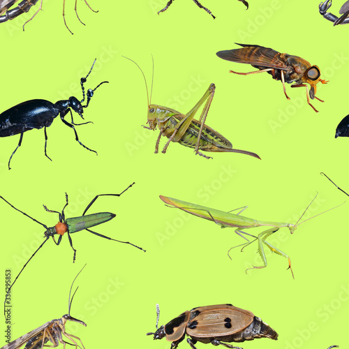 Insects, seamless pattern. © Valeriy Kirsanov