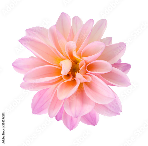 pink chrysanthemum dahlia