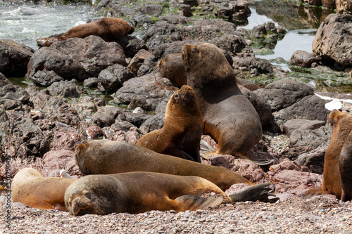 Young Males  two-fur sea lions
