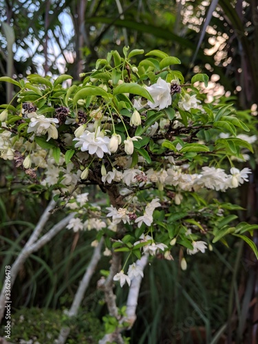 Clusters of small white downward facing flowers of Water Jasmine (Wrightia religiosa) with rustic background in natural soft sunlight