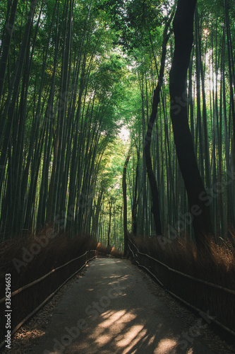 Image of Bamboo Forest in Kyoto, Japan with Sunlight Illuminating the Bamboo Trees