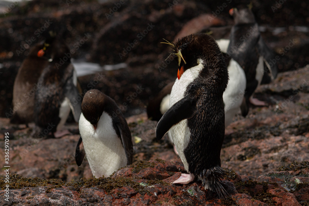 Fototapeta premium Rockhopper penguin returning from the sea.