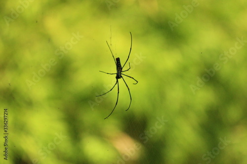 spider on the web © Viktoriya Dixit