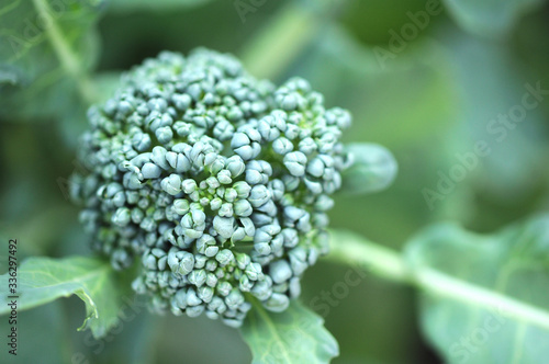 young broccoli flower