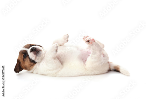 Jack Russell Terrier puppy, 1 months old. Isolated on white.