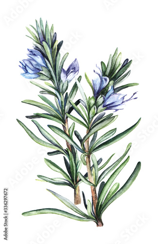 Watercolor drawing of beautiful wild rosemary plant with narrow thin leaves and blue flowers with unopened buds. Abstract lilac flower isolated on white background. Hand drawn summer illustration