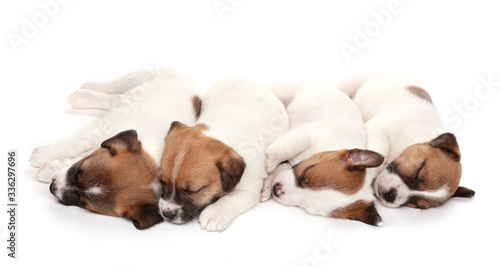 Puppies breed Jack Russell Terrier, 1 months old. Isolated on white.