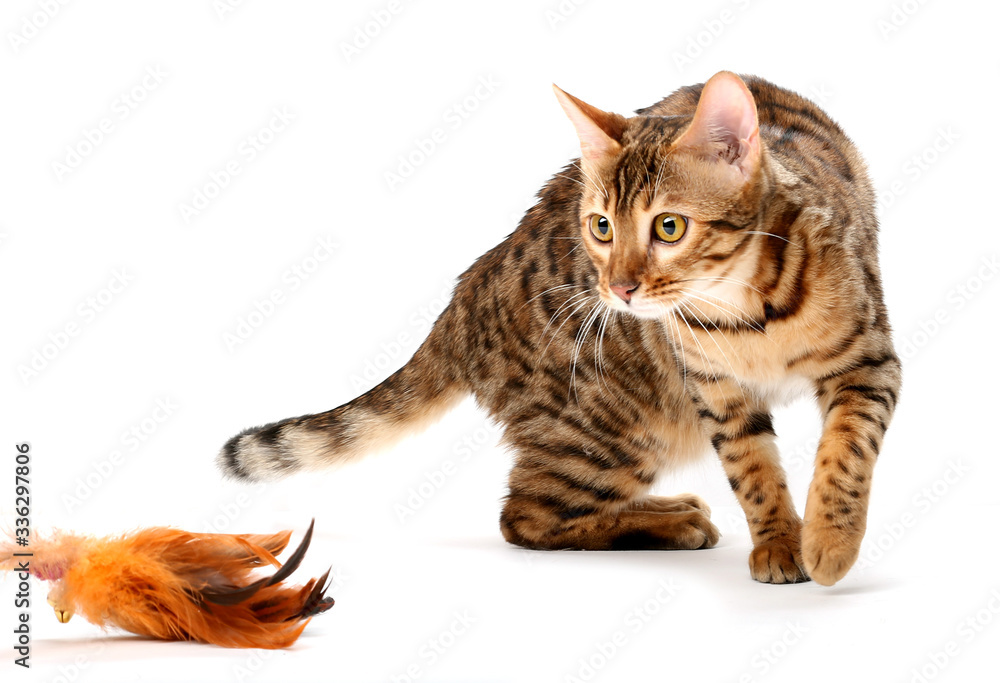 Bengal cat hunts for the toy. Isolated on a white background. Bengal cat hunts for the toy. Isolated on a white background.