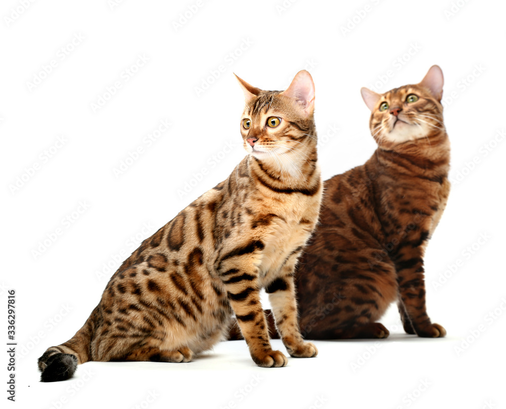 She-cat and he-cat bengal breed. Isolated on white background.
