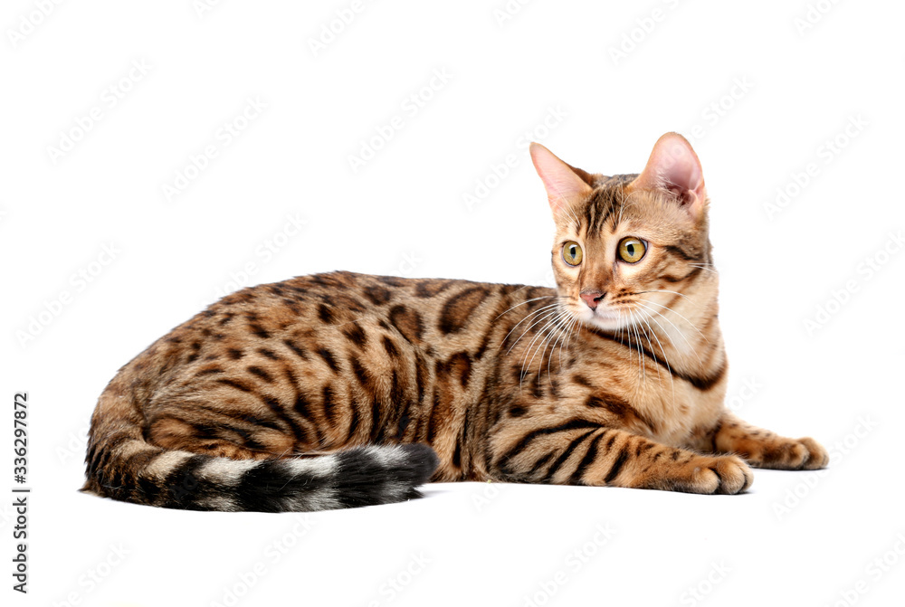 The Bengal cat breed.Isolated on a white background.
