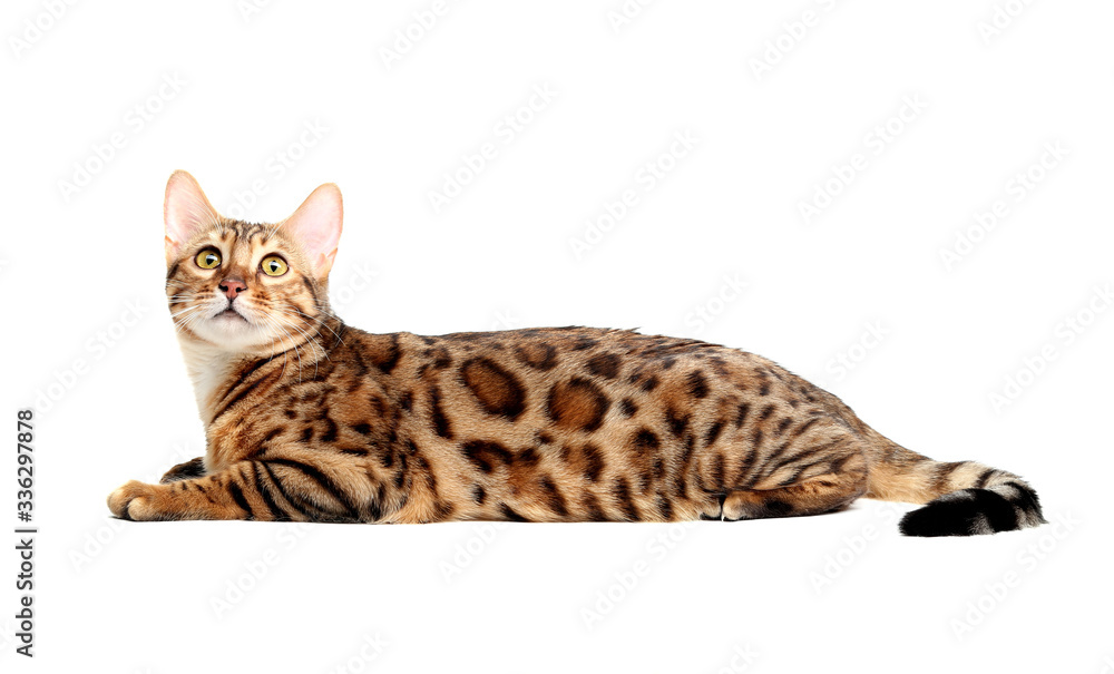 The Bengal cat breed.Isolated on a white background. The Bengal cat breed.Isolated on a white background.