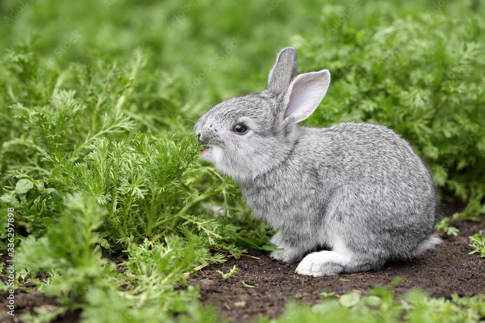 Fototapeta premium Little gray rabbit eating grass sitting in nature.