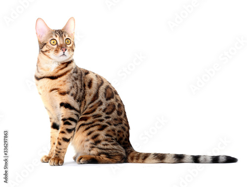 A young Bengal cat sits and stares up and away. Isolated on a white background.