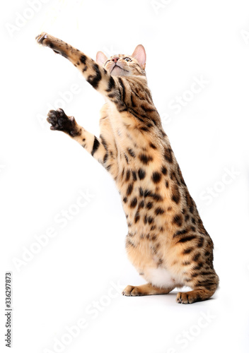 Bengal cat looks up and catches the toy. Isolated on a white background.
