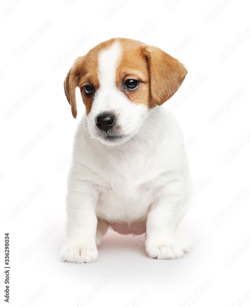 Jack Russell Terrier puppy, 2 months old. Isolated on white