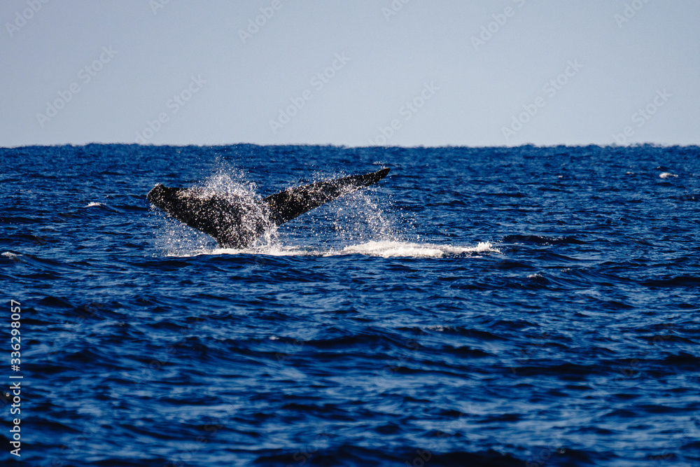 Fototapeta premium ホエール