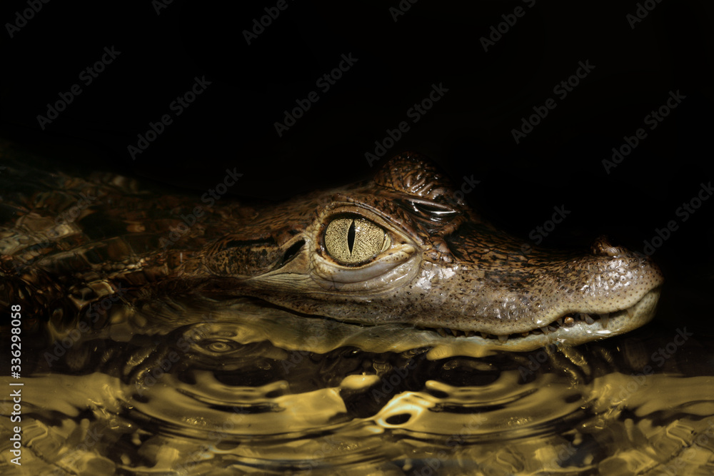 Fototapeta premium Caiman peeking out of the water.