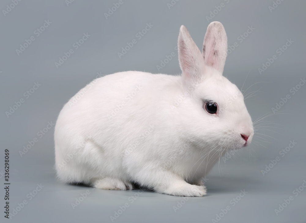 White rabbit on a grey background.