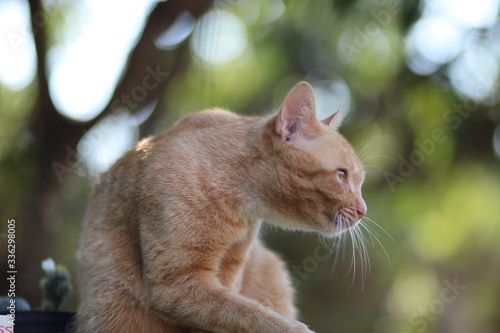 cat in the garden