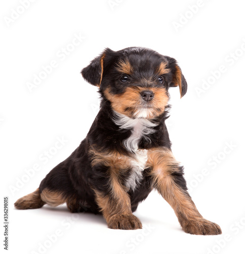 Puppy of Yorkshire Terrier isolated on the white (age 1 month)