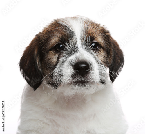 Jack Russell Terrier puppy, 2 months old. Isolated on white © Uliana