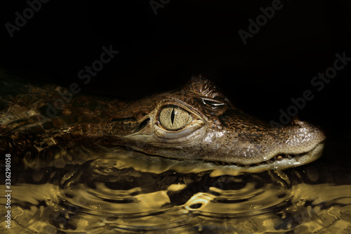 Caiman peeking out of the water.
