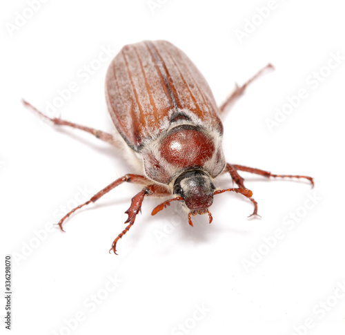 Cockchafer isolated on a white background. © Uliana